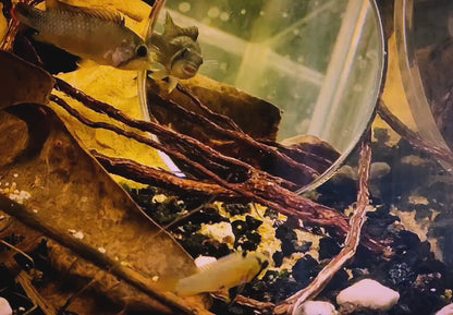 Apistogramma Panduro Pair