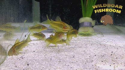Corydoras Goldline