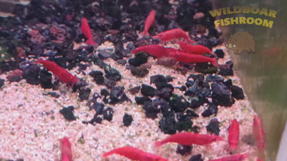 Fire Red Shrimp