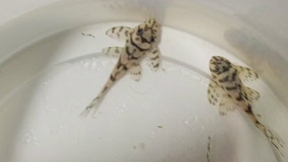 L236sw Pleco