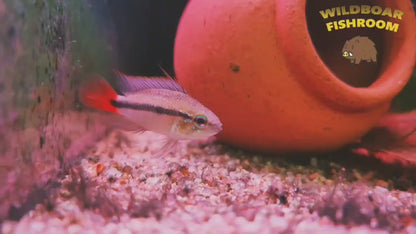 Apistogramma erythrura (Rio mamore)