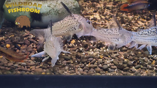 Corydoras C96