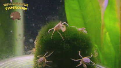 Thai Micro Crab (Limnopilos naiyanetri)