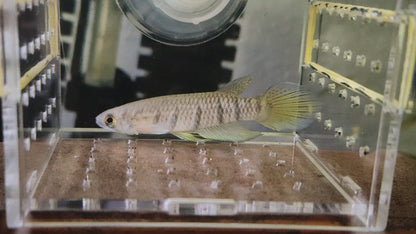 Sixbar Panchax