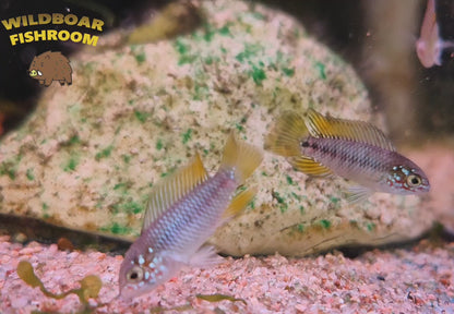 Apistogramma borellii opal