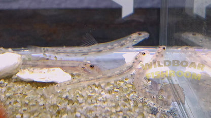 Horseface Loach (Acantopsis dialuzona)