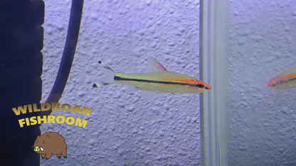Denison Barb (Sahyadria denisonii)
