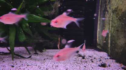 Flame back bleeding heart tetras