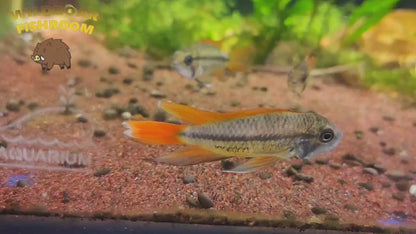 Apistogramma Orange Flash Cockatoo