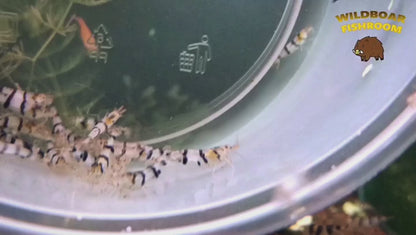Racoon Tiger Shrimp