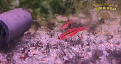 Chili Rasbora (Boraras Brigittae)