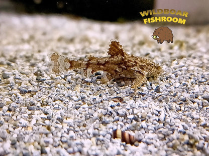 Asian Stone Catfish (Hara Hara)