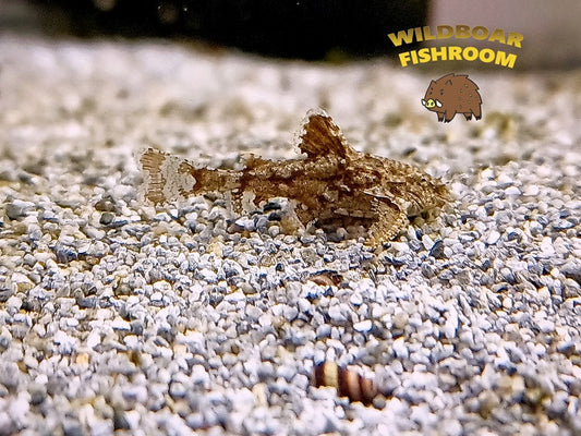 Asian Stone Catfish (Hara Hara)