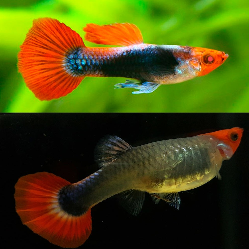 Koi Tuxedo Guppy Pair