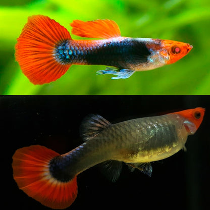 Koi Tuxedo Guppy Pair