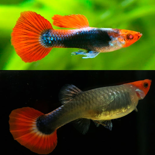 Koi Tuxedo Guppy Pair