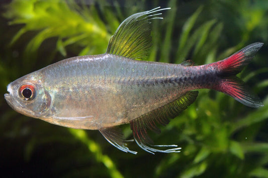 Phoenix Tetras (Hemigrammus filamentosus) * WILD *