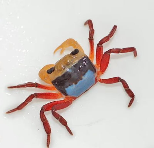 Tricolor Borneo Crab