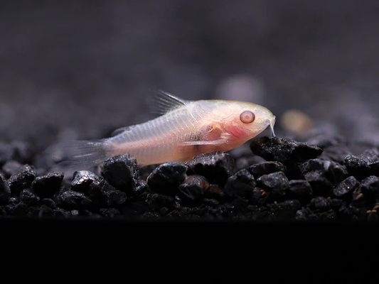Albino pygmy corydoras