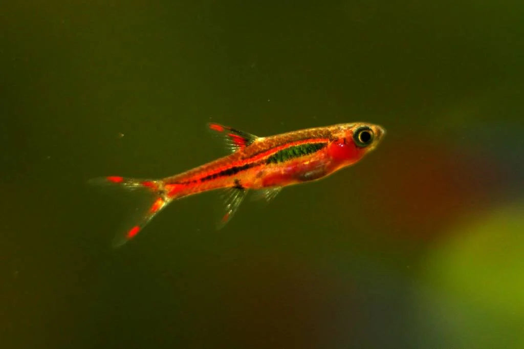 Chili Rasbora (Boraras Brigittae)