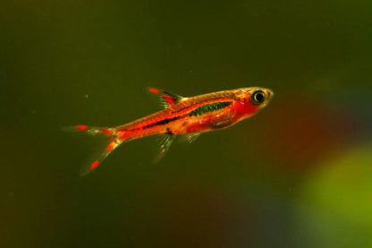 Chili Rasbora (Boraras Brigittae)