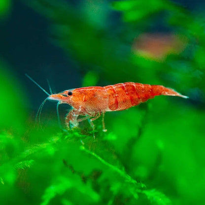 cherry Shrimp