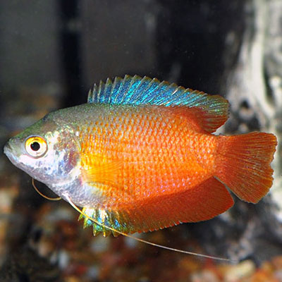 Red Neon Dwarf Gourami (Trichogaster lalius)