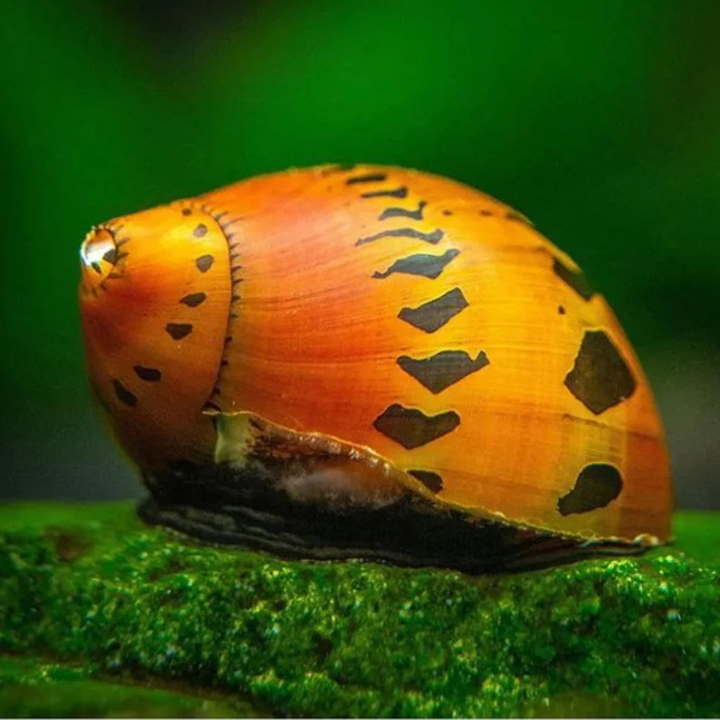 Ruby Nerite snails