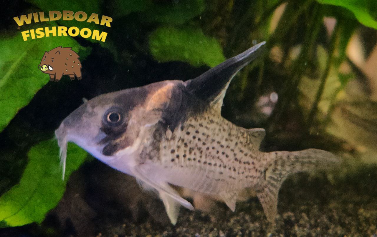 Corydoras CW27
