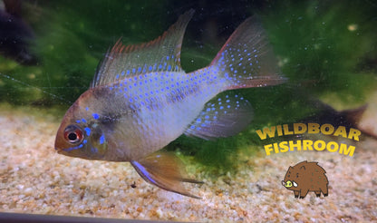 German blue ram