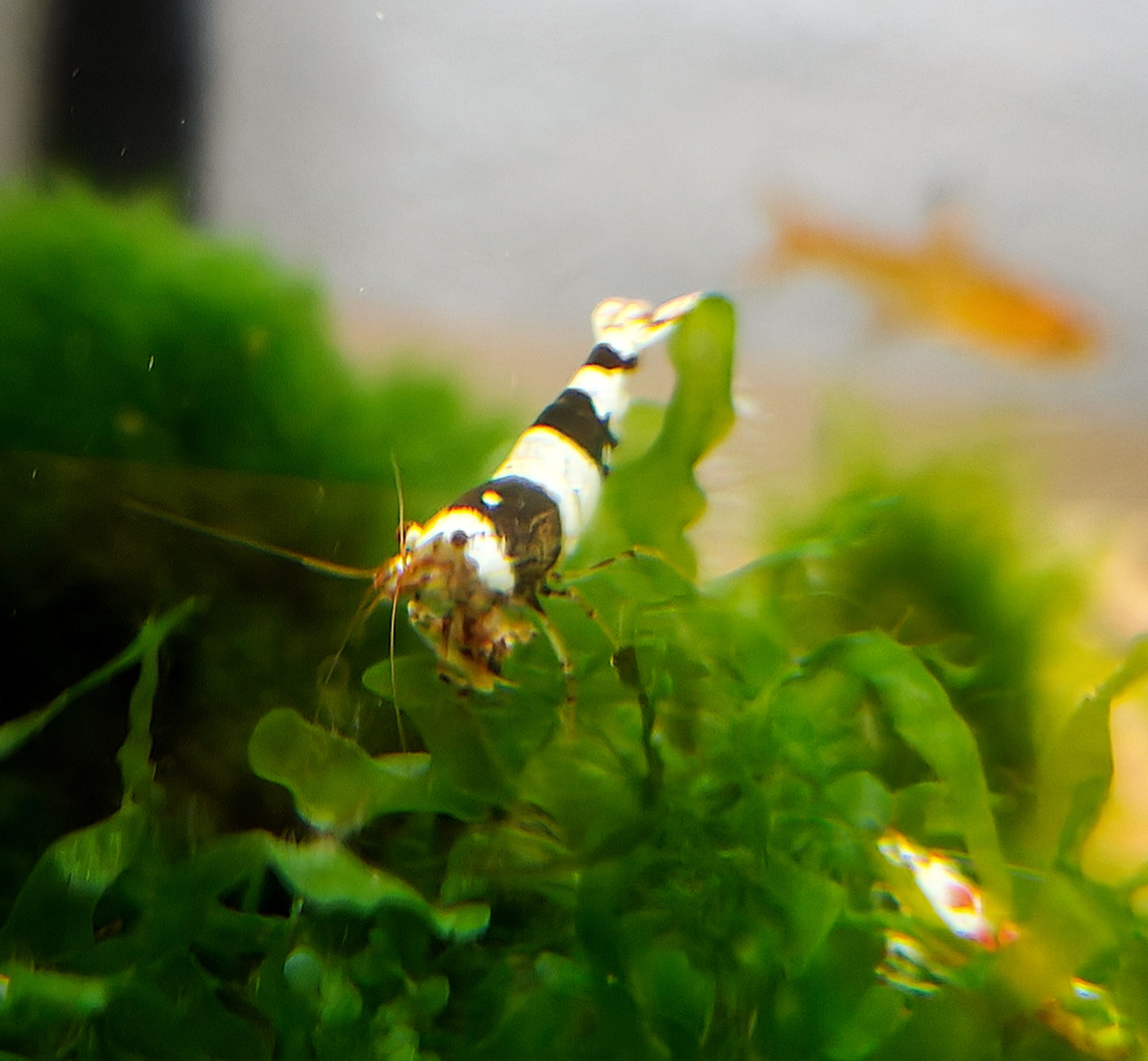Crystal Black Shrimps (CBS)