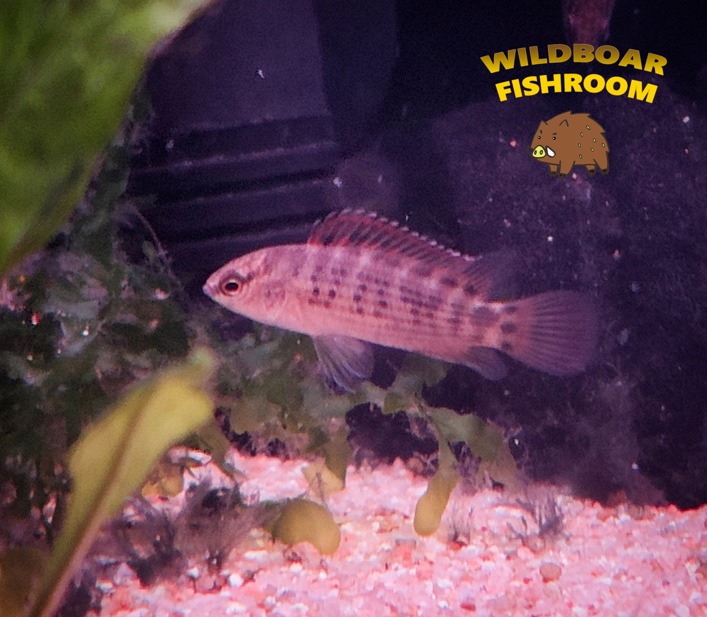 Badis assamensis