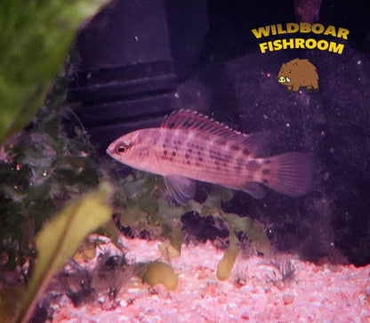 Badis assamensis