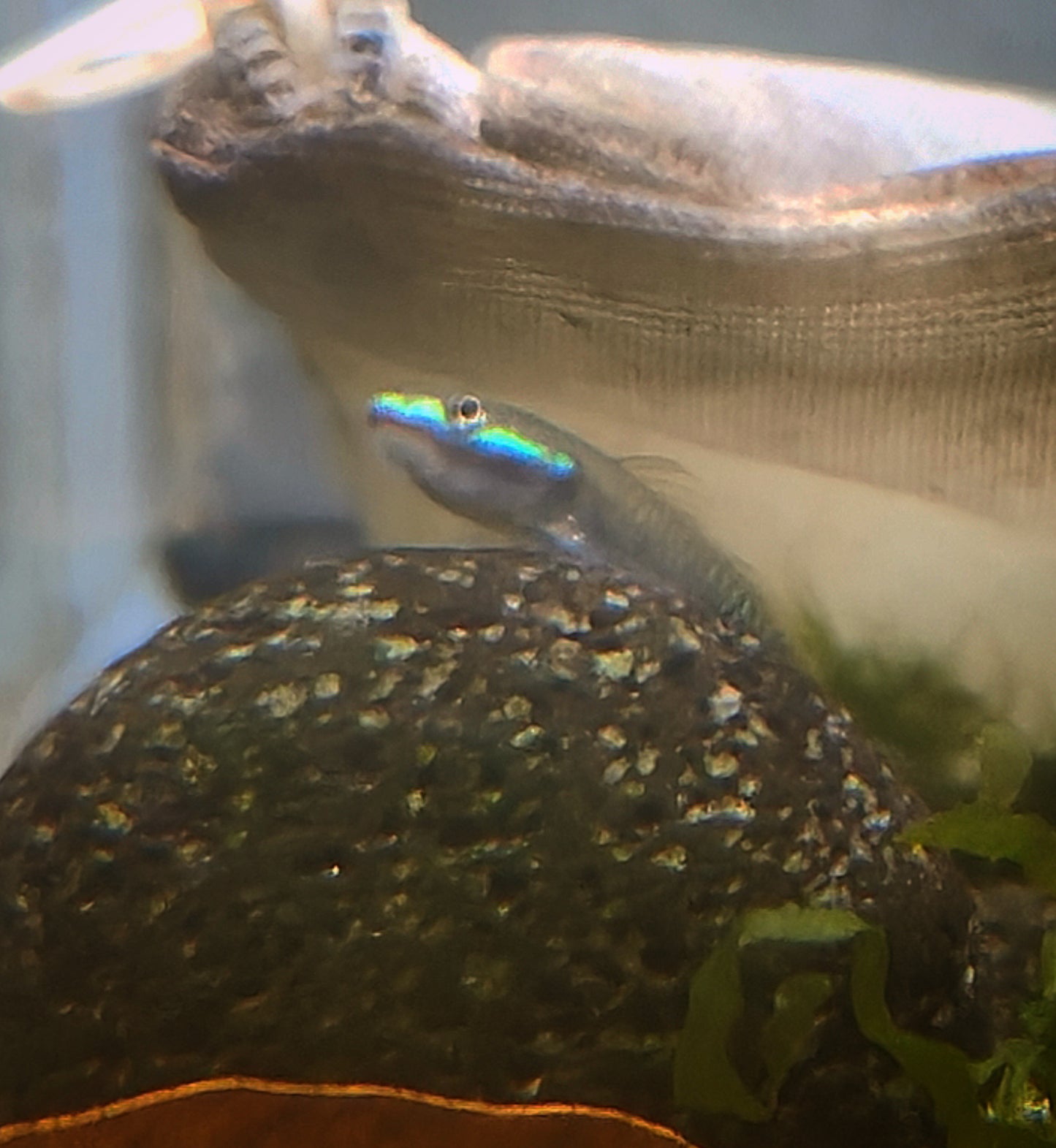 Blue neon goby (Stiphodon atropurpureus)