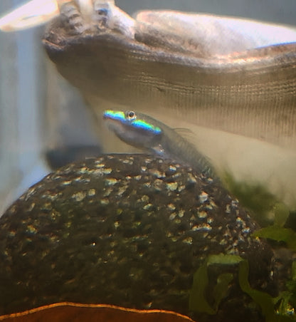 Blue neon goby (Stiphodon atropurpureus)