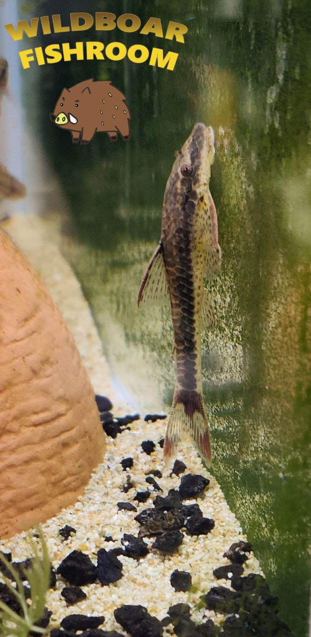 Red fin otocinclus (Parotocinclus Maculicauda)