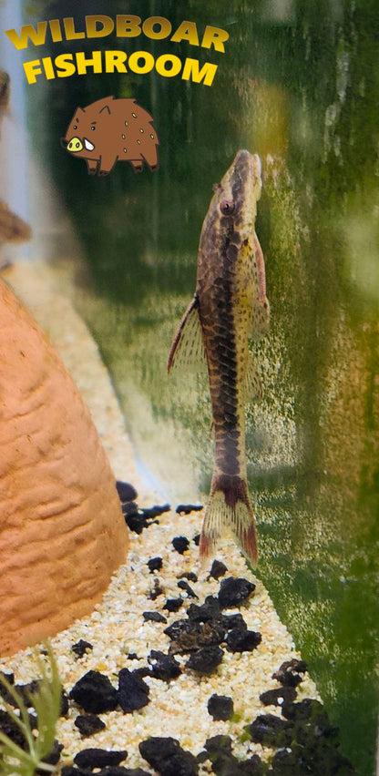 Red fin otocinclus (Parotocinclus Maculicauda)