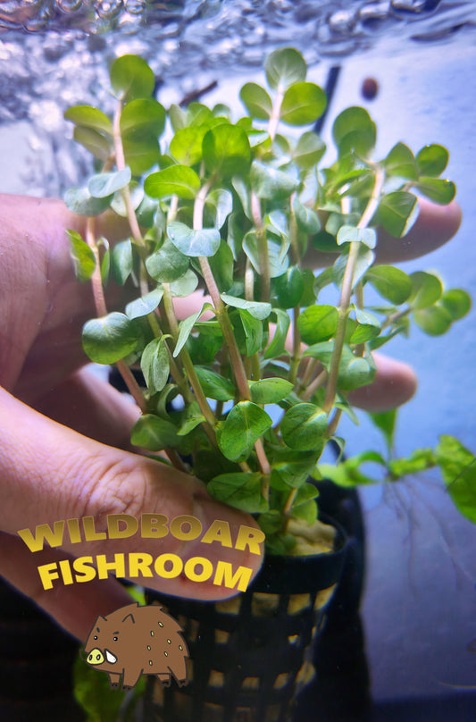 Rotala mexicana