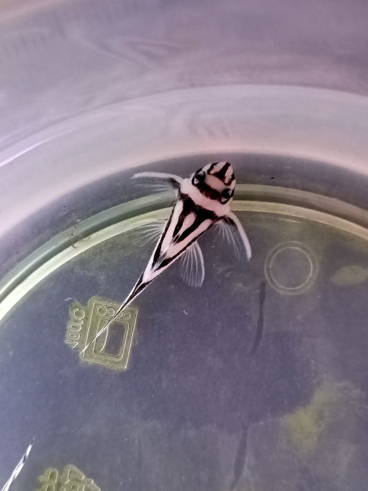 L46 Zebra Pleco