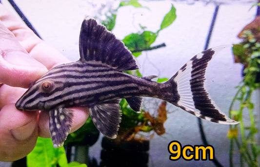 L190 pleco x 1