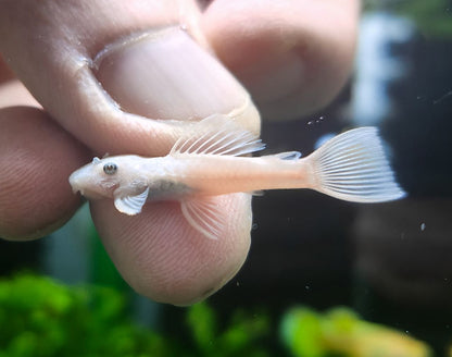 L144 snow white Pleco