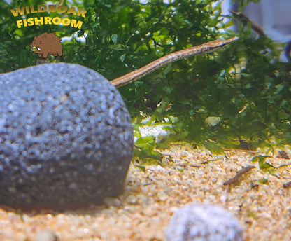 Martens’ Pipefish (Doryichthys martensii)