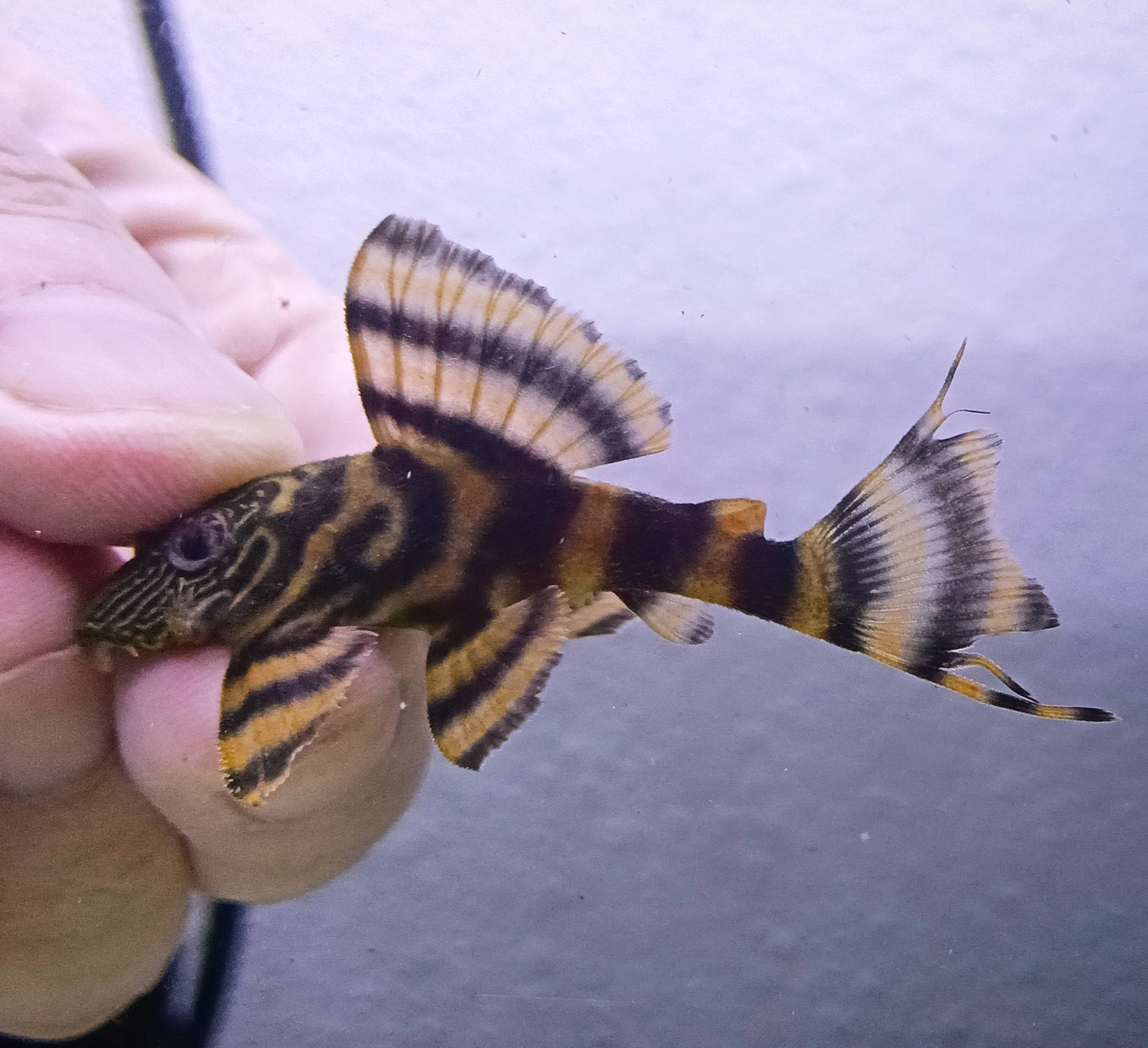 L397 pleco x 1