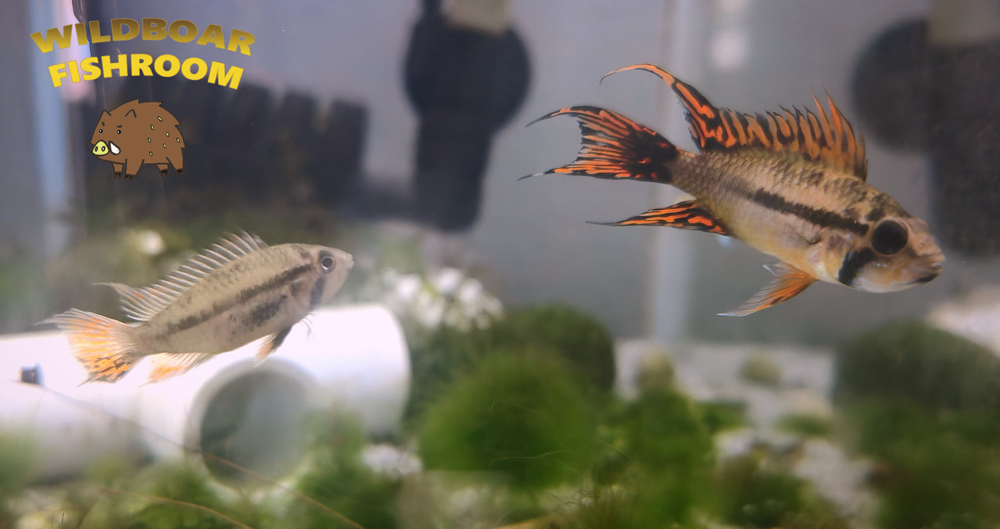 Apistogramma cacatuoides pair