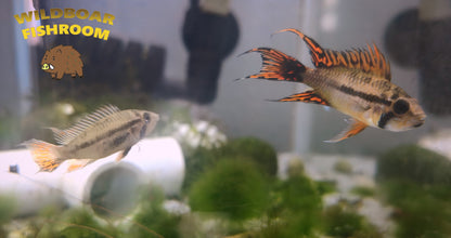 Apistogramma cacatuoides pair