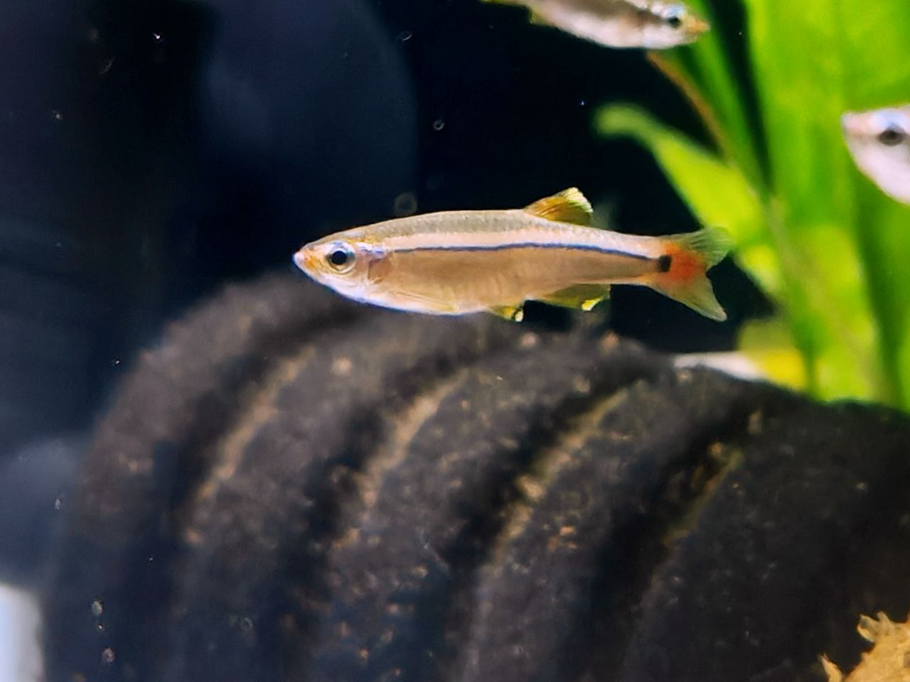 White Cloud Mountain Minnow