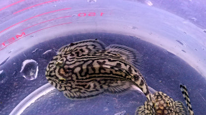 Hillstream Loach x 4