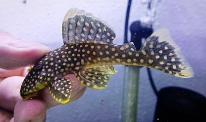 L18 pleco x 1