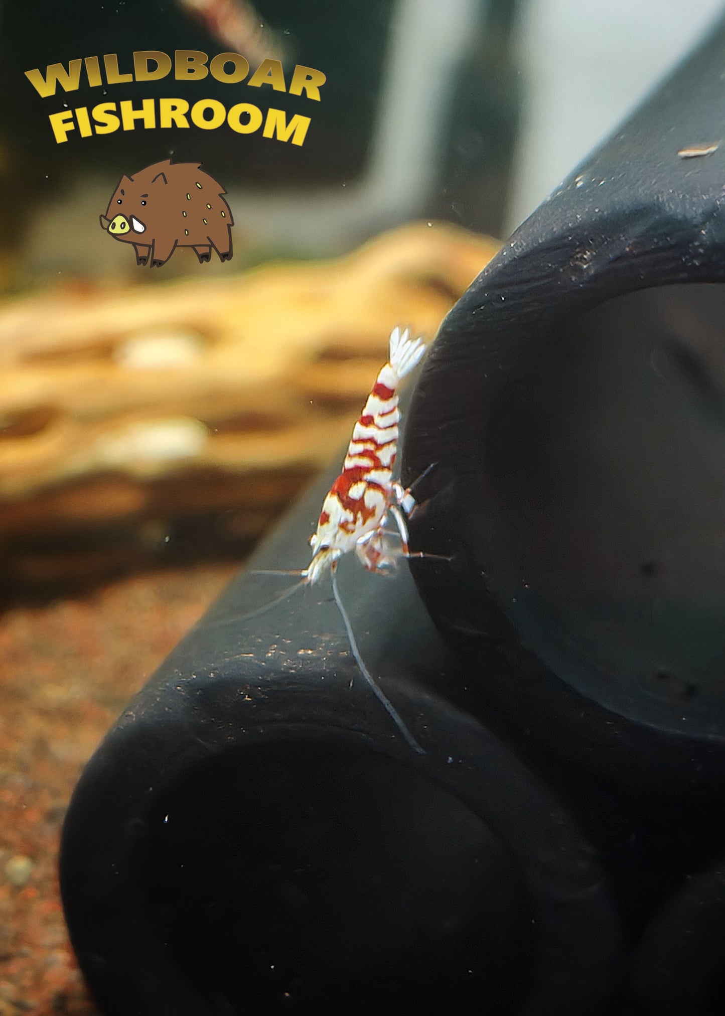 Red Fancy tiger shrimp
