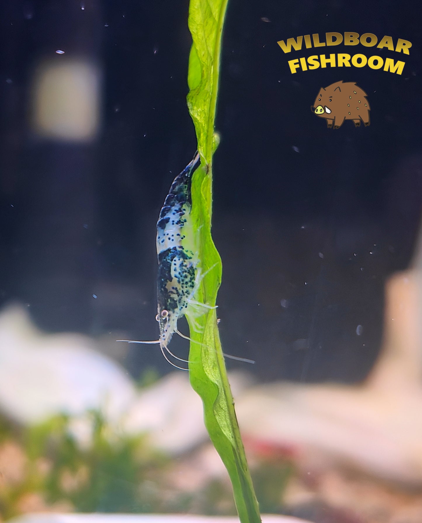 Blue Rilli Shrimp